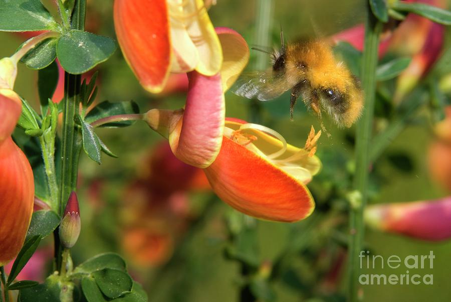Wildlife Photograph - Bee Pollinating A Flower by Detlev Van Ravenswaay/science Photo Library