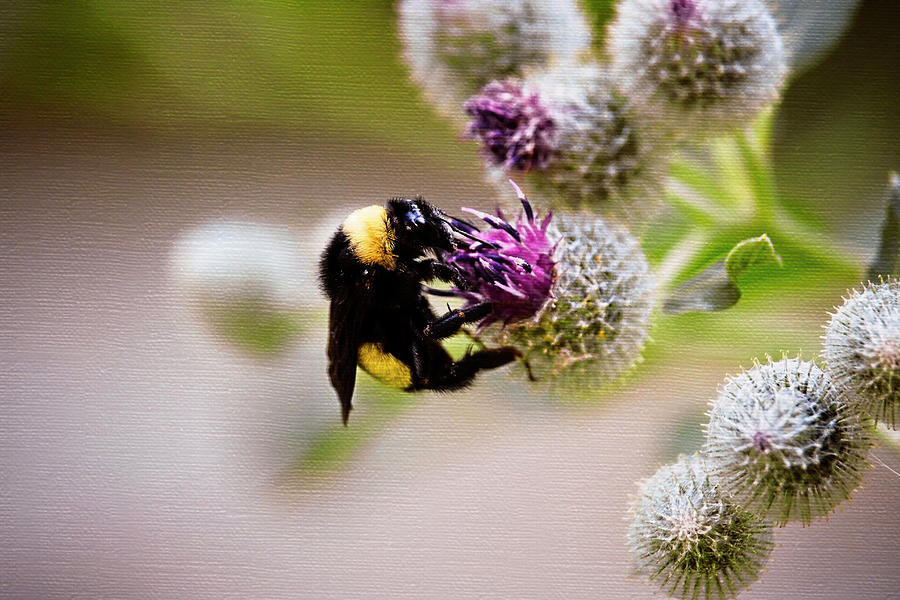 Bee Pollinating Burdock Flowers Photograph by Laura Vilandre