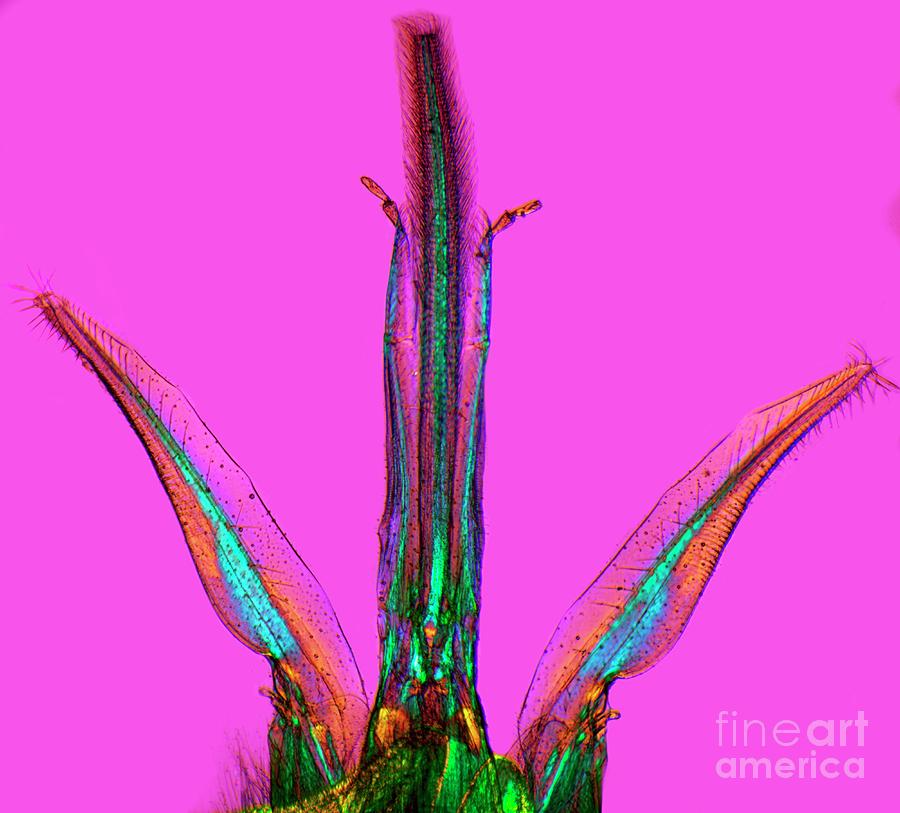 Bee Proboscis Photograph by Dr Keith Wheeler/science Photo Library