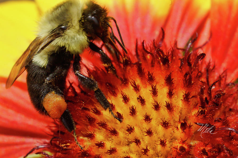 Bee Red Flower Photograph by Meta Gatschenberger
