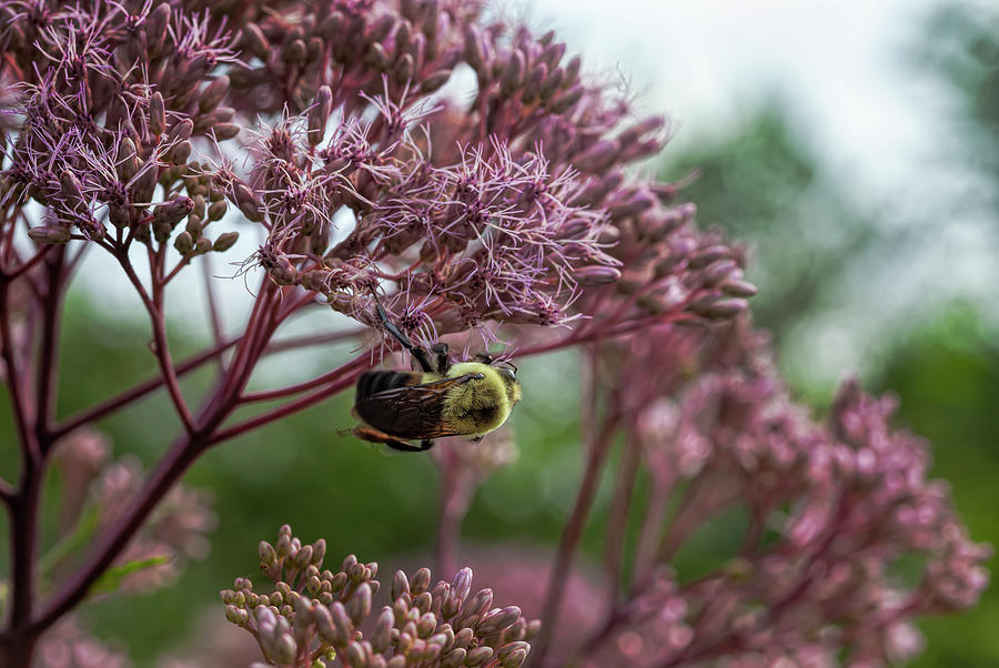Bee Photograph by Robert Ullmann