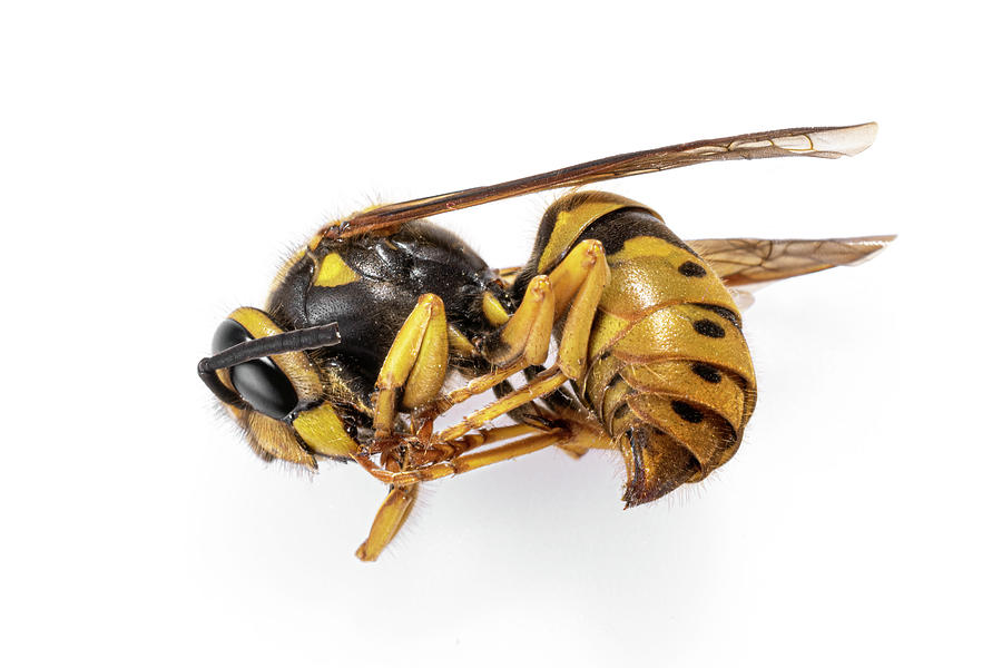 Nature Photograph - Bee by Sandi Kroll