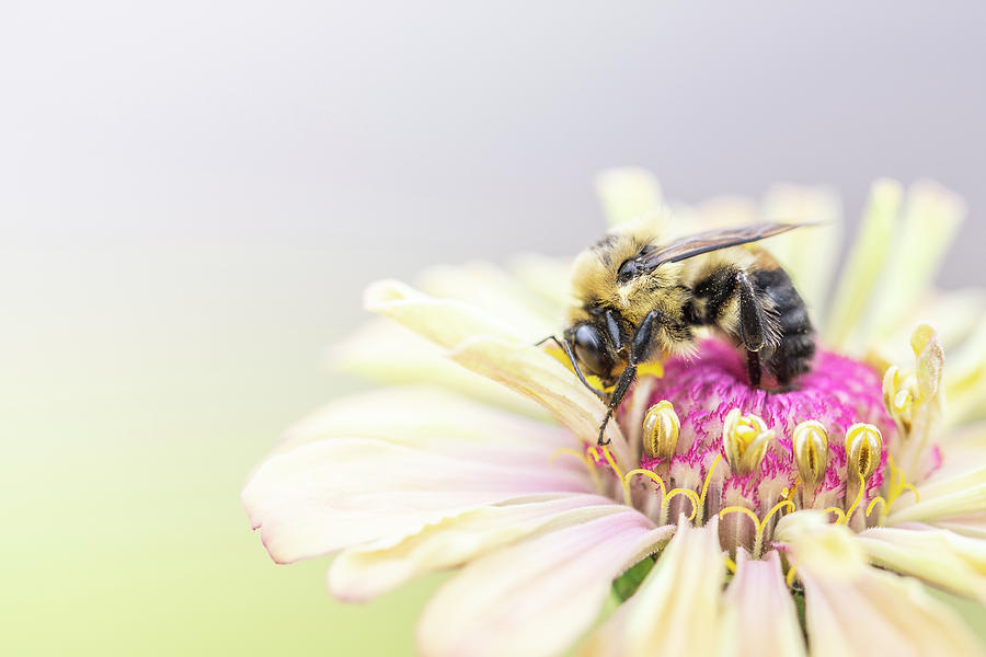 Bee The Change Photograph by Matthew Blum
