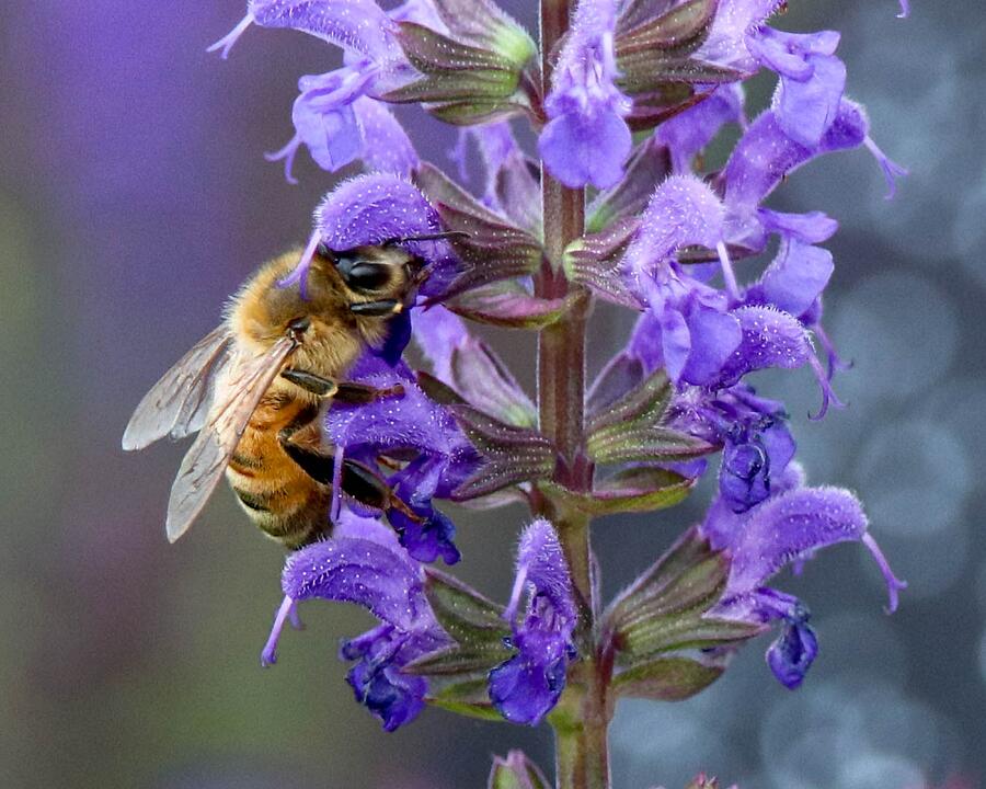 Bee-utiful Pollinator Photograph by Susan Rydberg