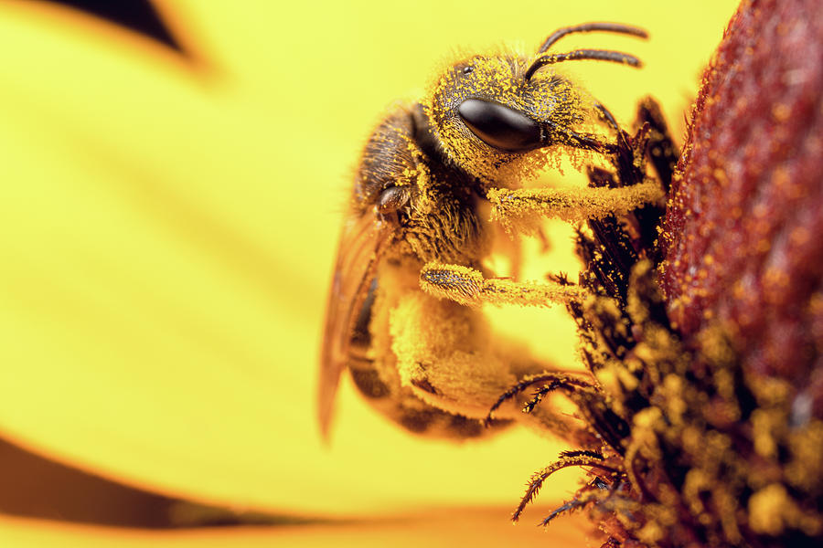 Bee vs Pollen Photograph by Brian Hale