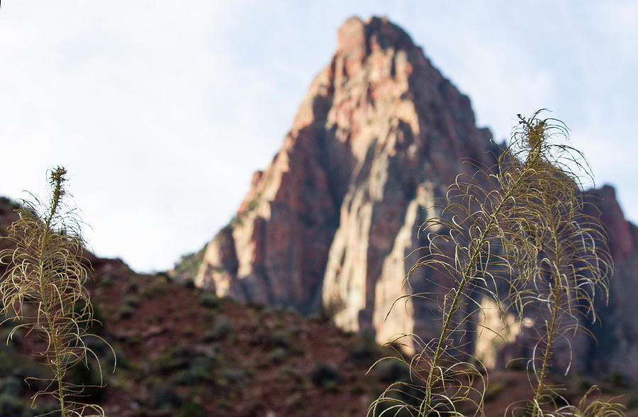 Bee-weed and Zions Watchman Photograph by Jonathan Thompson