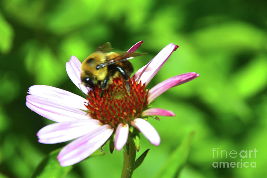 Bee Wildly Happy by Robyn King Bee Wildly Happy by Robyn King