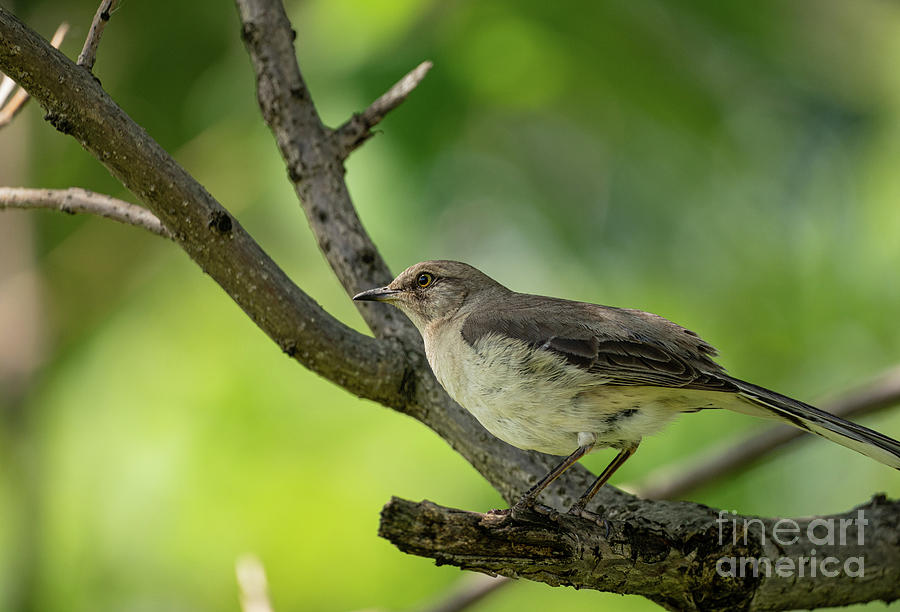 Beeautiful Mockingbird Photograph by Sam Rino
