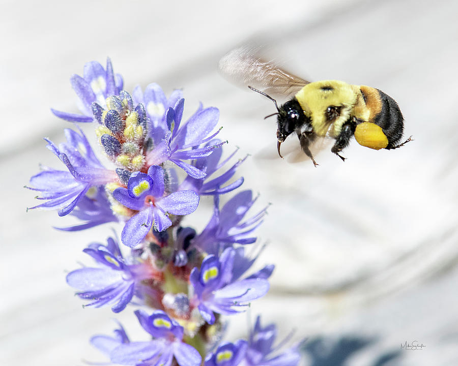 Wichita Photograph - Bee,black,botanica Gardens,danita by Michael Scheuf