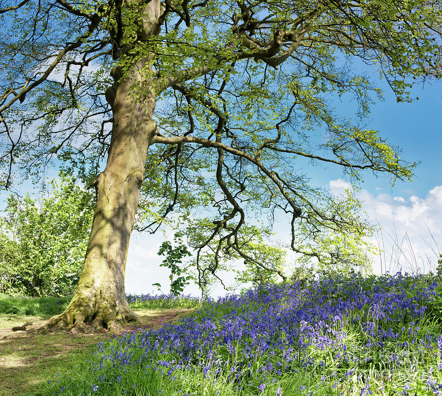 Beech and Bluebells Photograph by Tim Gainey