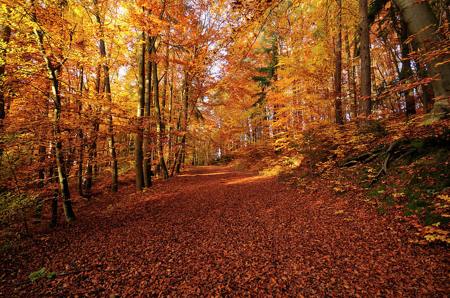 Beech Forest In Autumn Photograph by David & Micha Sheldon