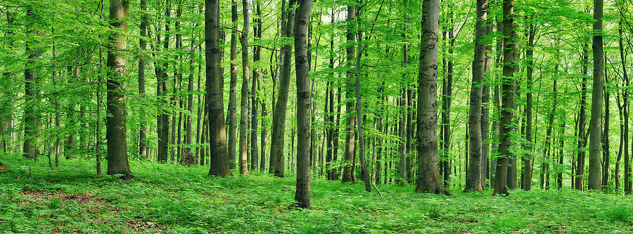 Beech  Forest In Spring Photograph by Martin Ruegner