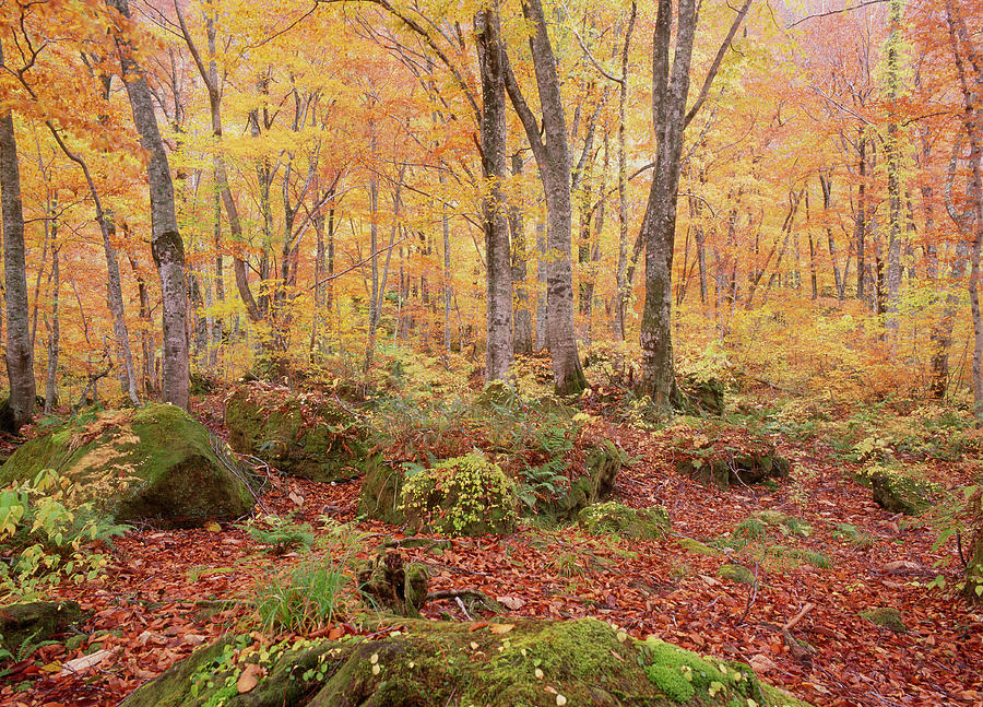 Beech Forest Of Shirakami Sanchi In Photograph by Mixa