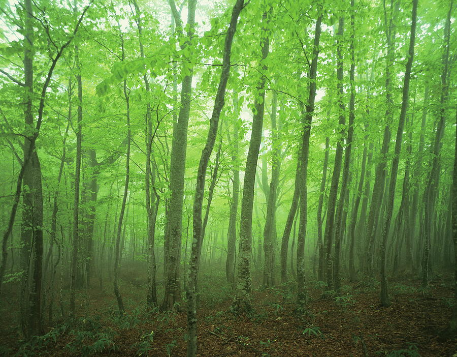 Beech Forest Shrouded In Fog,  Towada Photograph by Gyro Photography/amanaimagesrf
