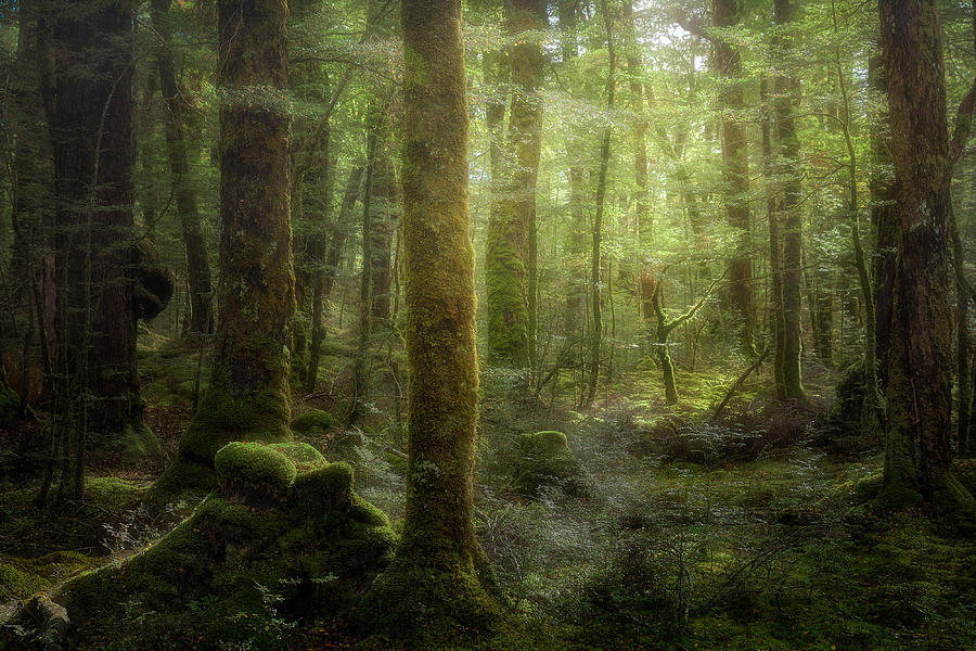Landscape Photograph - Beech Forest by Stanley Loong