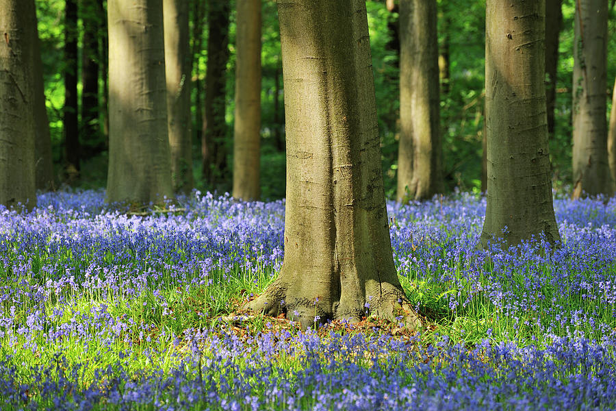 Beech Forest With Bluebells Photograph by Raimund Linke