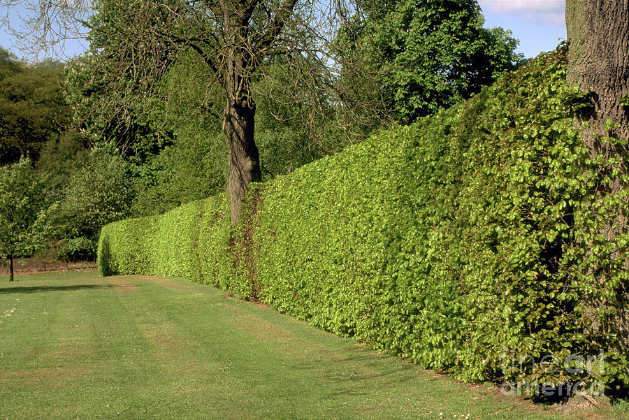 Beech Hedge Photograph by T Foster/science Photo Library - Fine Art America