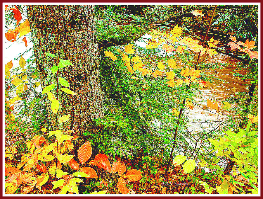 Beech, Hemlock and Maple Trees, Mountain Stream, Autumn Photograph by A Macarthur Gurmankin
