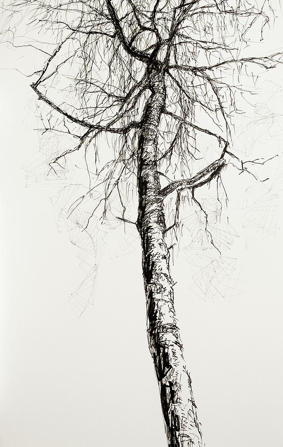 Beech in Early Spring 2 Drawing by Hans Egil Saele