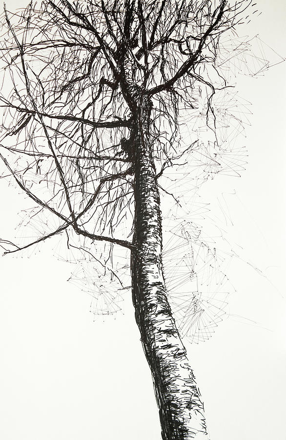 Beech in early spring Drawing by Hans Egil Saele