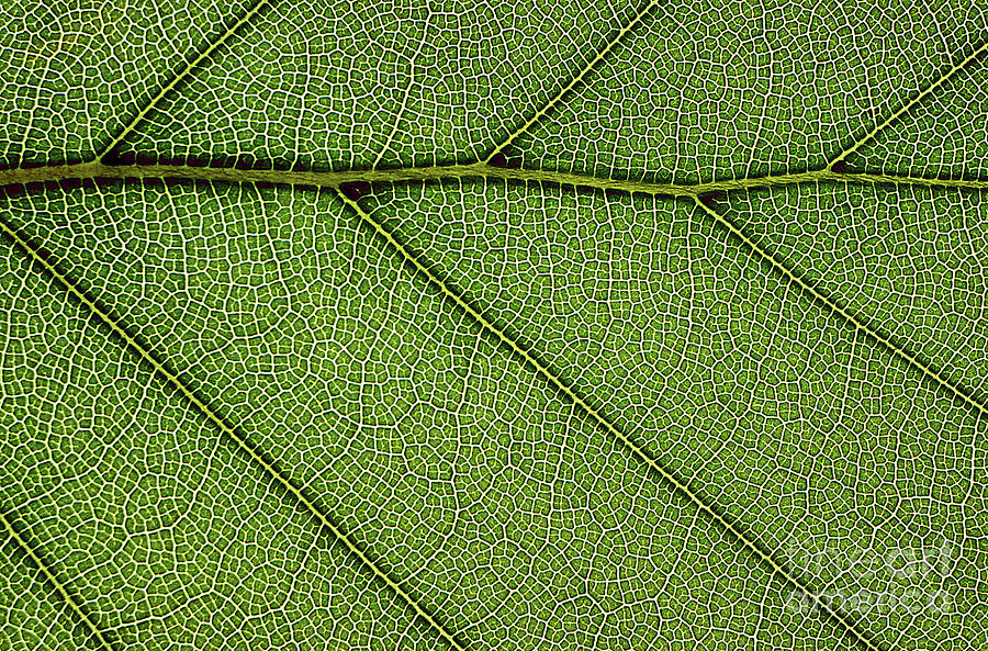 Beech Leaf Photograph by Dr Keith Wheeler/science Photo Library
