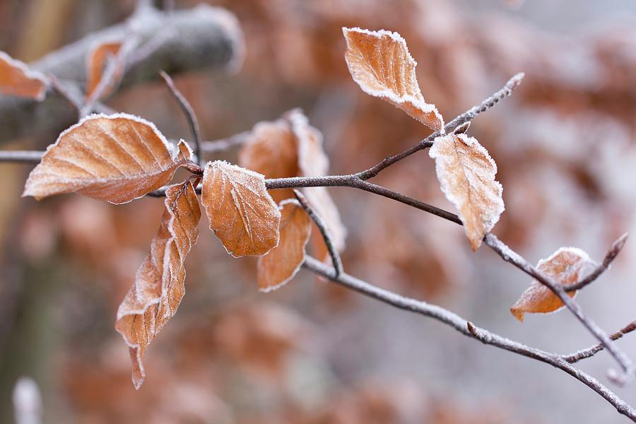 Beech Leaves Covered In Hoar Frost On Branch In Woodland Photograph by Angela Francisca Endress