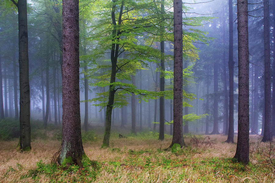 Beech, Thuringian Forest Nature Park, Thuringia, Germany Photograph by Volker Mther