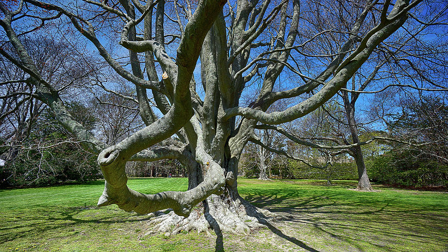 Beech Tree At The Breakers Photograph