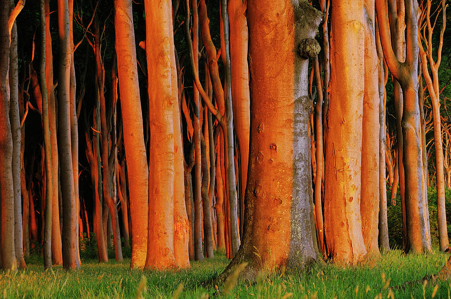 Beech Tree Fagus Sylvatica Forest At Photograph by Martin Ruegner