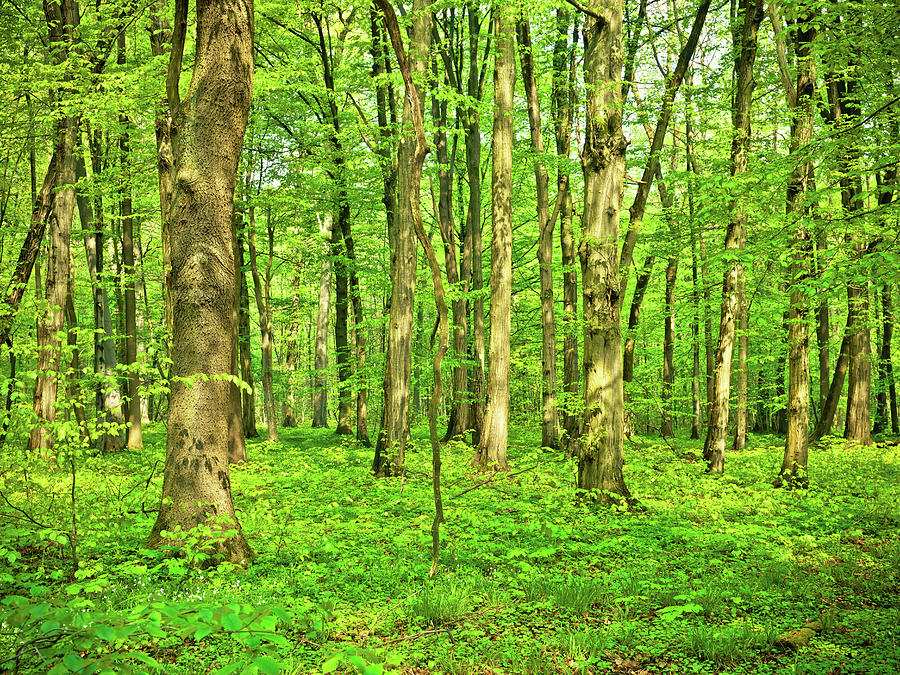 Beech Tree Forest Photograph by Nikada