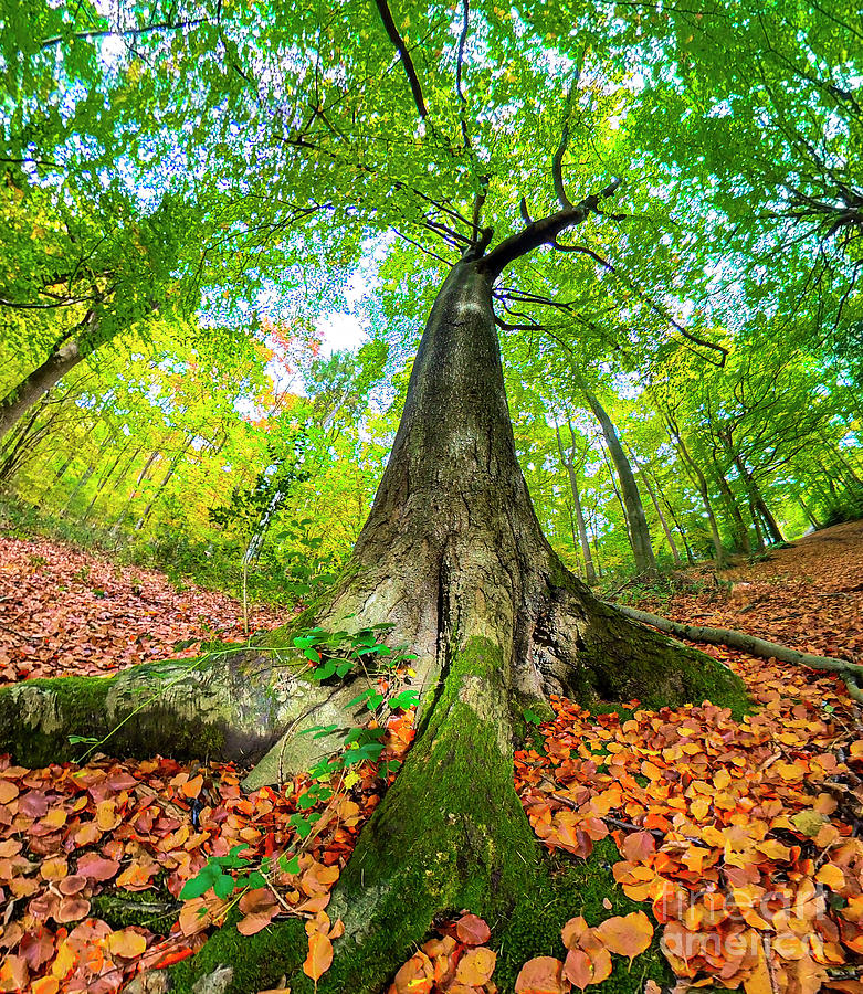 Beech Tree In Established Woodland Photograph by Richard Brooks/science ...