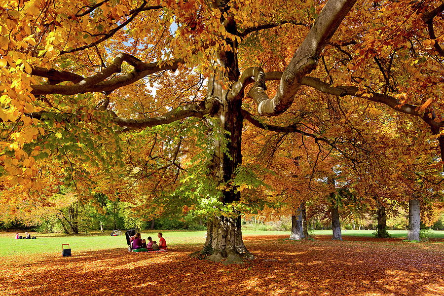 Beech Tree In The Autumn Digital Art by Reinhard Schmid - Fine Art America