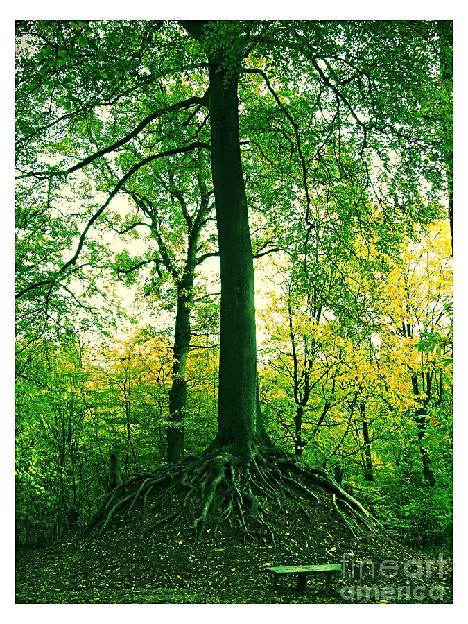 Beech Tree by Jurgen Huibers Beech Tree by Jurgen Huibers