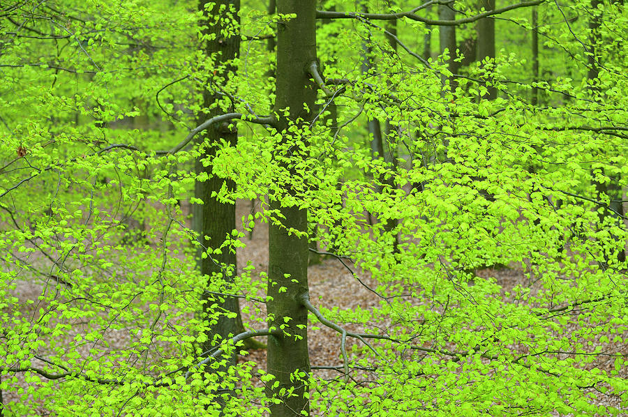 Beech Tree Leaves Photograph by Raimund Linke