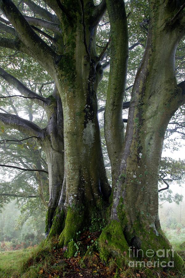 Nature Photograph - Beech Trees by Dr Keith Wheeler/science Photo Library