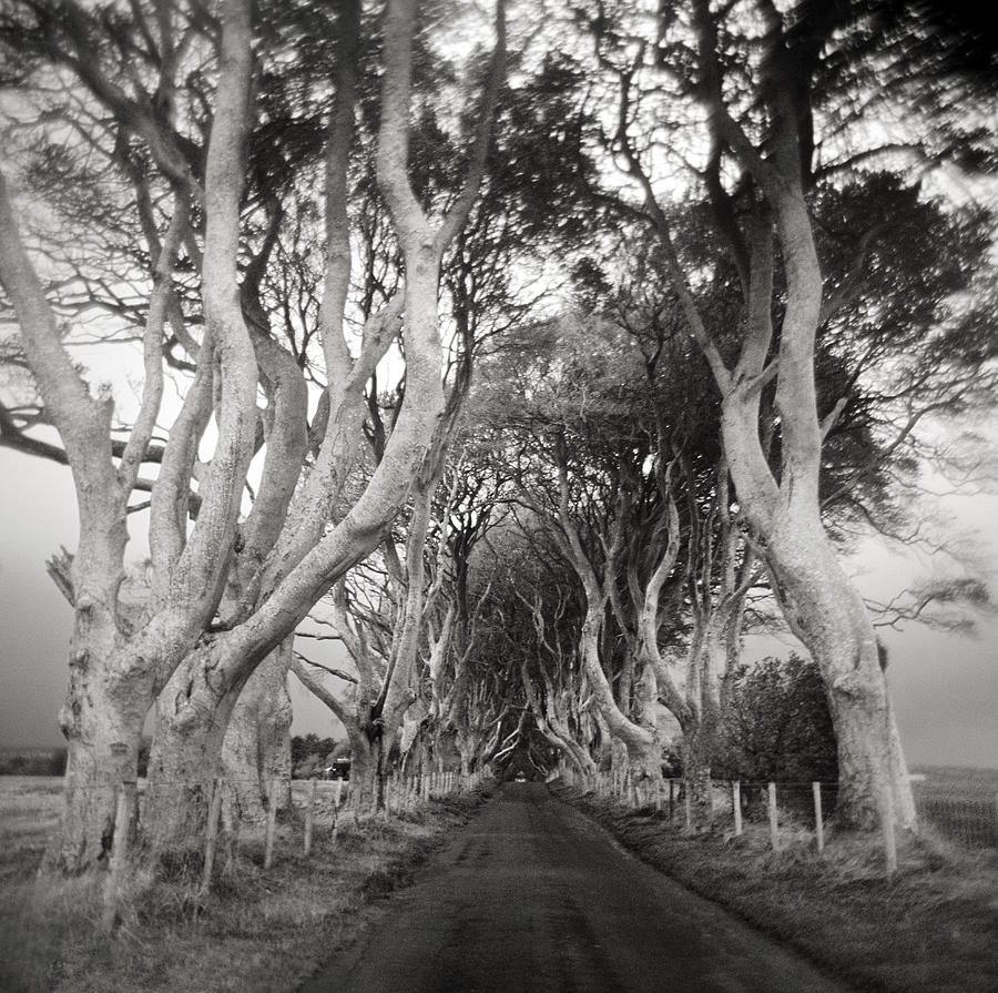 Beech Trees Guarding Road Photograph by Danielle D. Hughson