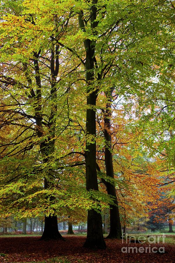 Nature Photograph - Beech Trees In Autumn by Dr Keith Wheeler/science Photo Library
