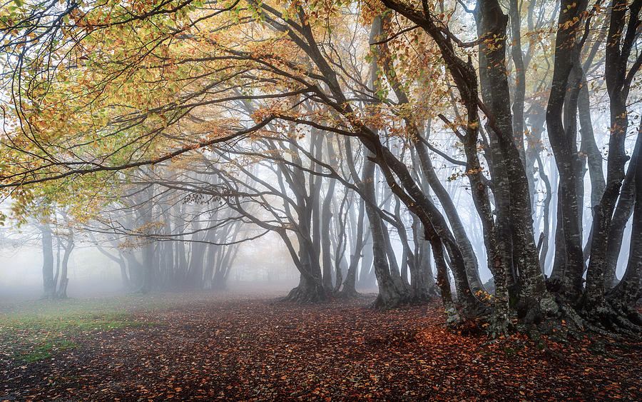 Beech Trees In The Fog Photograph by Sergio Barboni