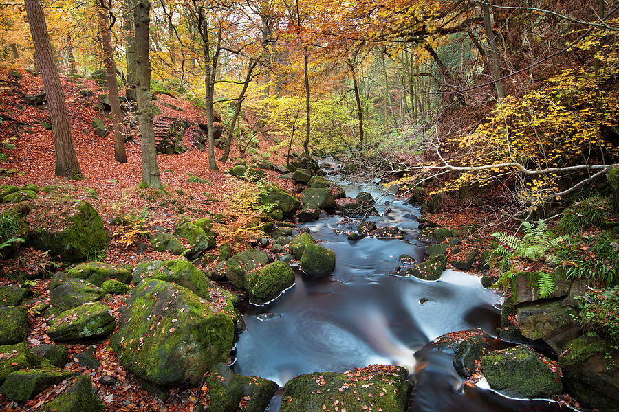 Beech Woodland Along Burbage Brook, Peak District, Uk Photograph by