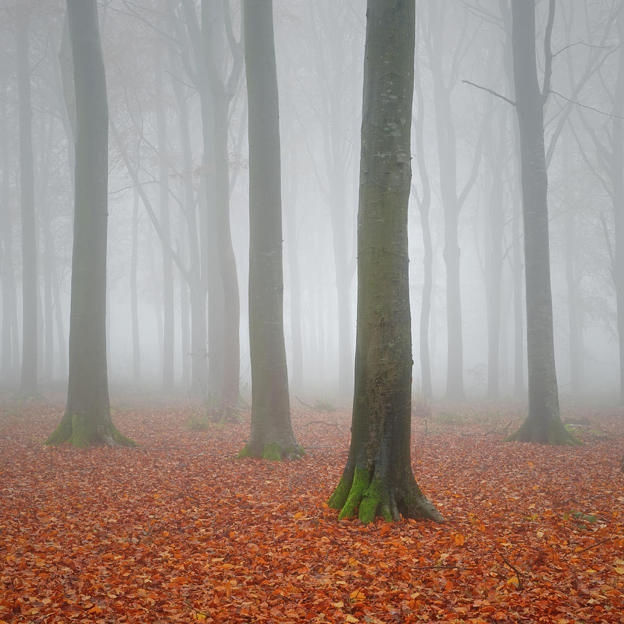 Beech Woodland In The Autumn Mist Photograph by Paul Simon Wheeler Photography