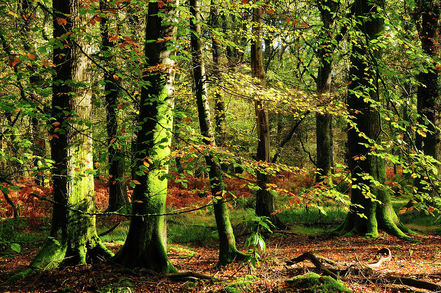 Beech Woodland Near Blackwater Brook, New Forest Photograph by Colin ...