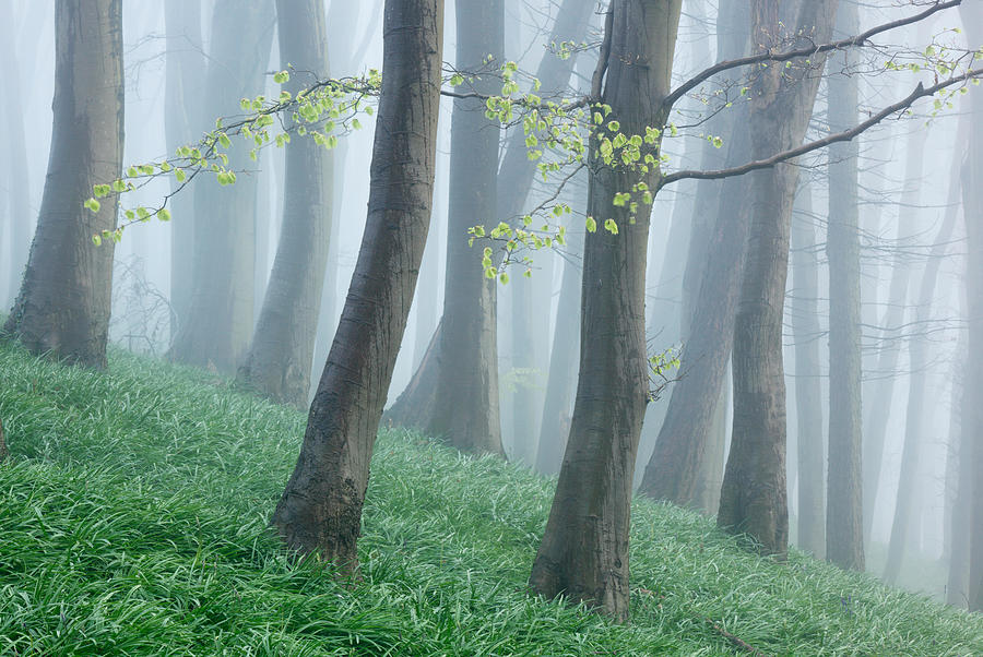 Landscape Photograph - Beech Woodland On A Misty Spring by James Osmond
