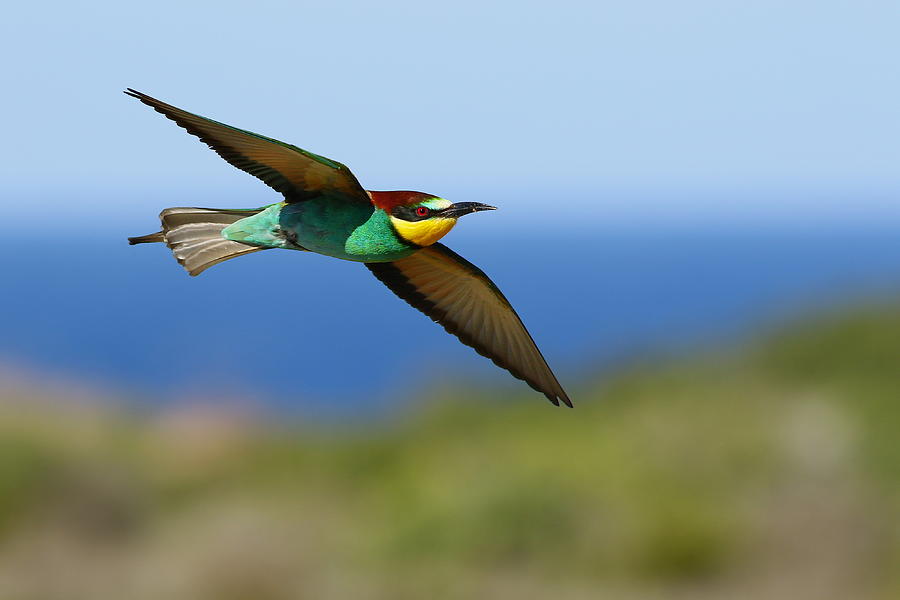 Bird Photograph - Bee_eater by Hasan Baglar