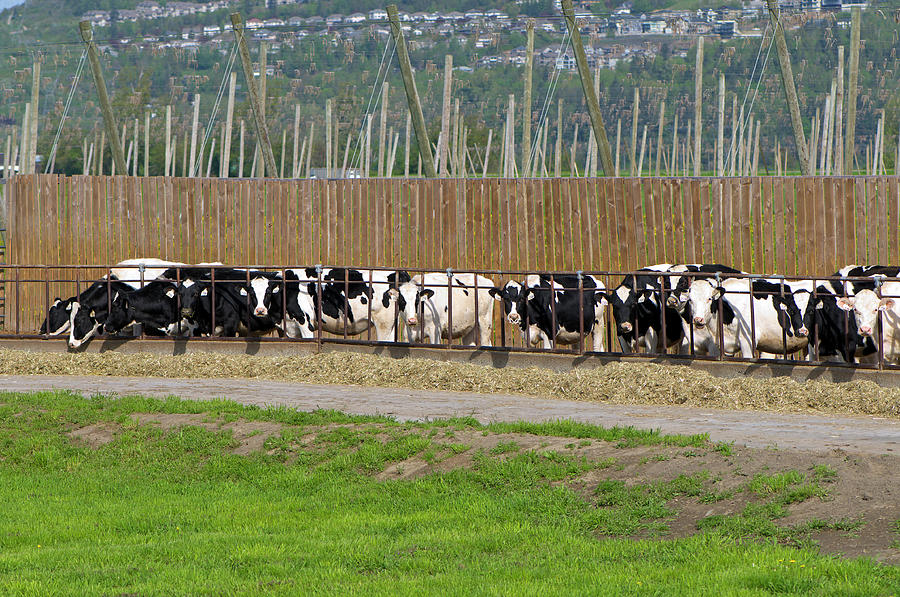 Beef Cattle Feeding on Hay by Sharon Talson Beef Cattle Feeding on Hay by Sharon Talson