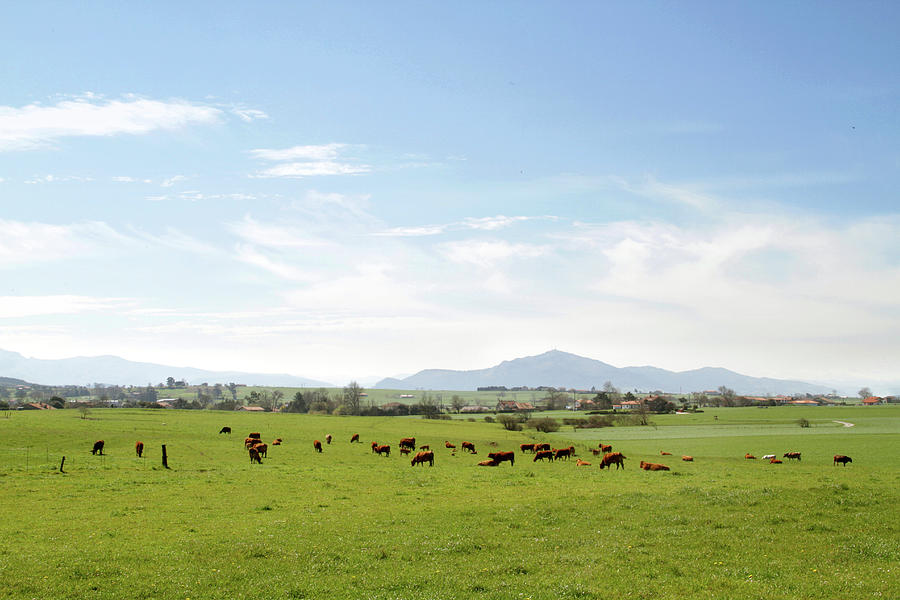 Beef Cattle Grazing Photograph by Argijale