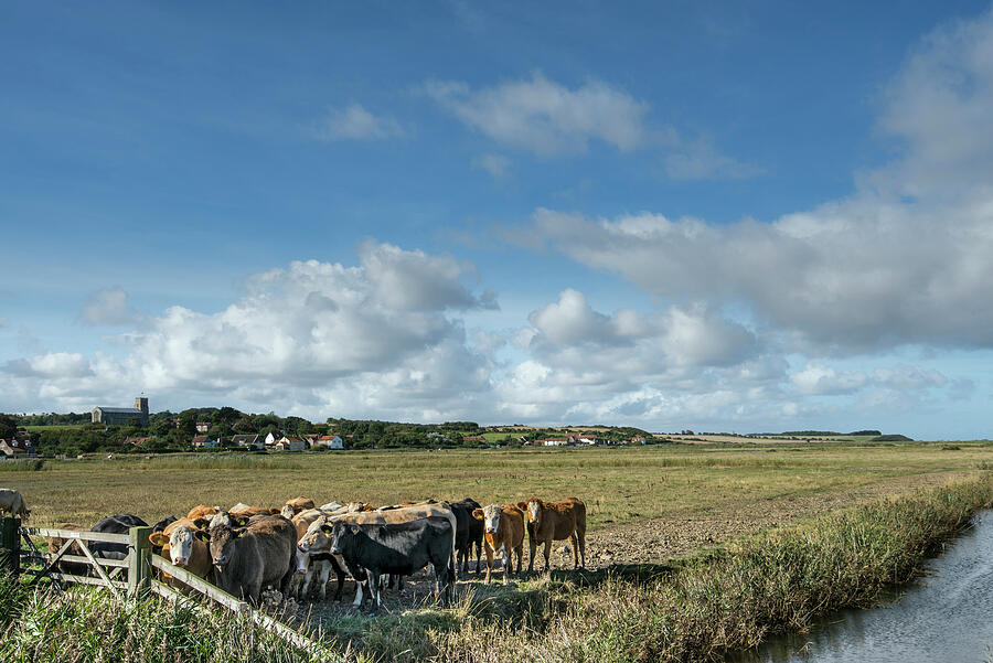 Beef Cattle On Coastal Grazing Marsh, Salthouse, Norfolk Photograph by ...