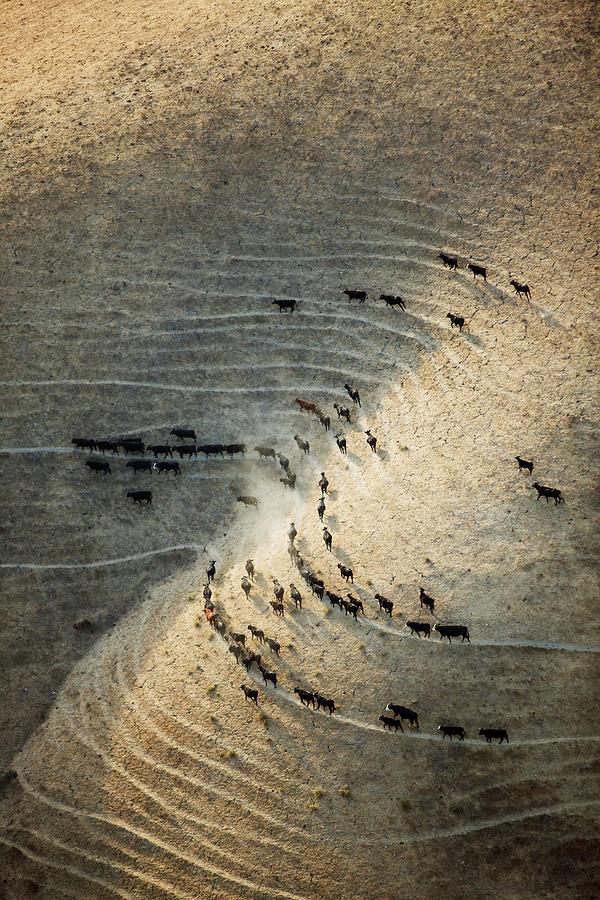 Beef Cattle Traverse A Hillside Photograph by Ed Darack - Fine Art America