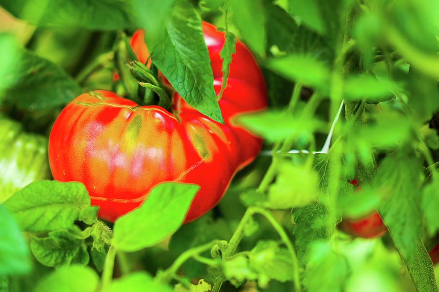 Beefsteak Tomato On The Plant Photograph by Alena Haurylik