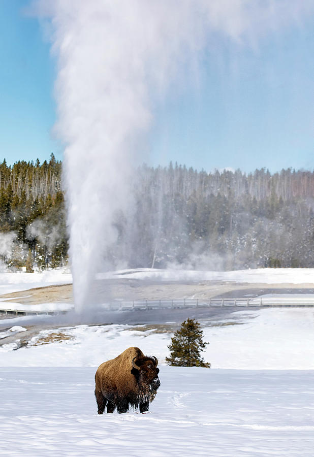 Beehive Geyser Erupts  Photograph by Art Cole