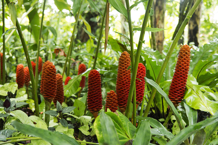 Beehive Ginger Flowers At The Summit, A Tropical Garden Near Port Vila ...